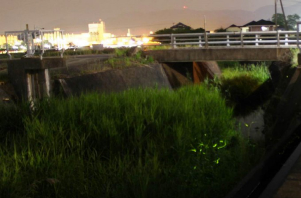 “北鼻川”流域飛舞的螢火蟲（左上角是遠處的日本半導體株式會(huì)社大分工廠）